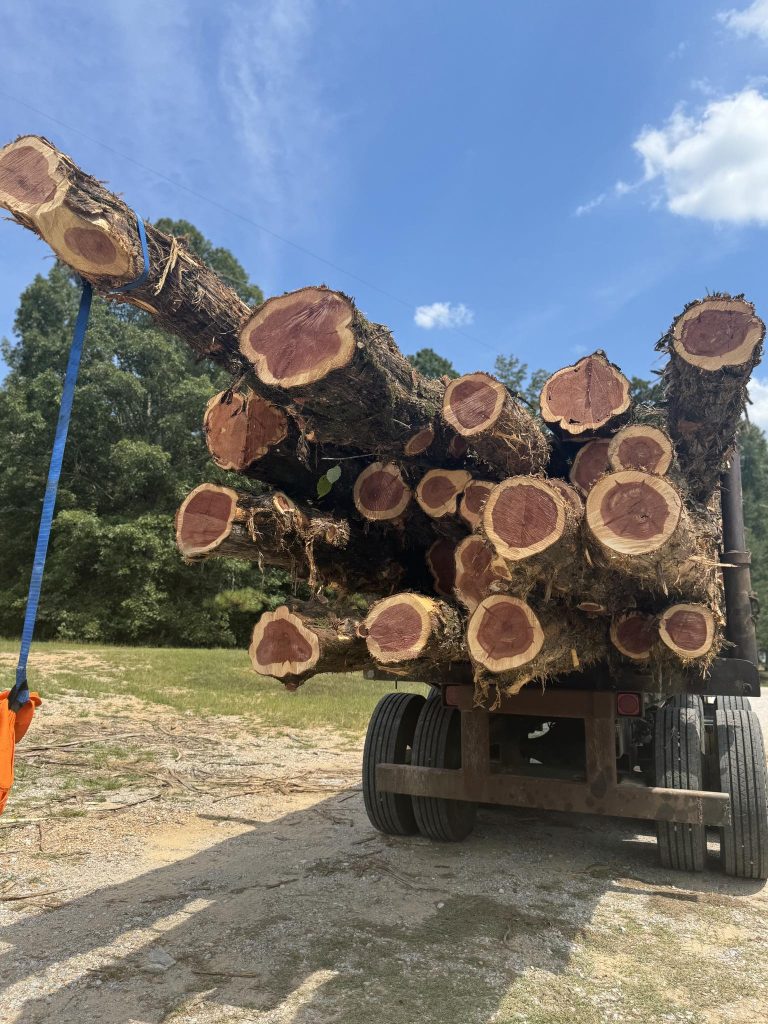 cedar logs